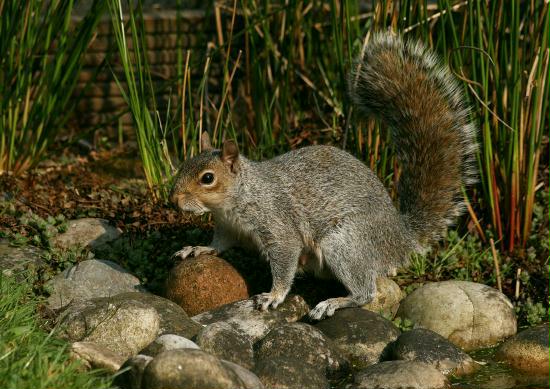 Grey Squirrel <i>Sciurus carolinensis</i>